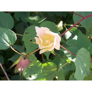 Semillas de Kapok crudas Gossypium Herbaceum Eco-Friendly Brasil Precios al por mayor - Product Image 3