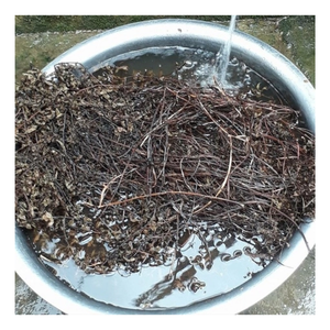 พุดดิ้งธรรมชาติจากหญ้าแห้งใบเมโซน่าชิเนนซิสแห้ง - Product Image 4