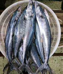 Tropas romanas, el mejor pescado vidente indio, mariscos congelados con 24 meses de vida útil - Product Image 3