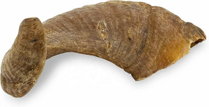 Pointe de corne naturelle polie de qualité supérieure - Corne de bœuf/vache, naturelle et durable - Product Image 4