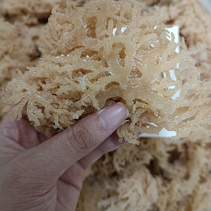 Mousse de mer irlandaise séchée Matière première fabriquée sauvage/Algues Eucheuma Cottonii à bas prix pour l'exportation - Product Image 5