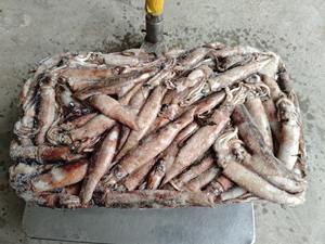 Paquets de calmar surgelé IQF Haizhu - Marque E$T Durée de conservation de 12 mois Comestible - Product Image 3