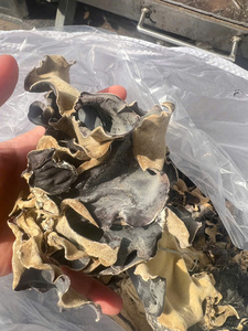 Suministro de hongos de la oreja de la nube de Vietnam, que ofrecen una estructura de oído intacta y un grosor consistente para la compra al por mayor - Product Image 5