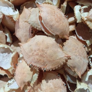 เปลือกปูขาย ของแท้จากเวียดนาม มีจำนวนมากในสต็อก พร้อมส่งออก - Product Image 4