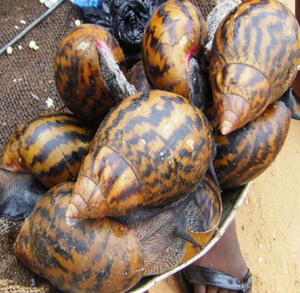 Caracoles africanos gigantes frescos y saludables a la venta a precios muy asequibles - Product Image 6