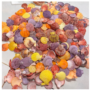 Conchas pequeñas decorativas de 2-3cm para bodas en la playa, tarros de velas y baratijas de decoración hecha a mano de Vietnam - Product Image 5