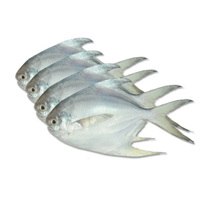 Poissons Pomfret frais à vendre, d'origine durable, parfaits pour les entreprises de transformation de produits de la mer - Product Image 5