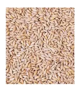 Bán buôn lúa mạch hạt giá tốt nhất tinh khiết thức ăn lúa mạch, Bán Buôn lúa mạch cho động vật và con người