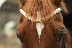 คิ้ววงคริสตัลทั้งหมด - Product Image 6