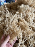 Penjualan terlaris Vietnam lumut laut ungu kering/emas penjahit Irlandia dengan & tanpa garam/makanan super Eucheuma cottonii rumput laut ANNA DO
