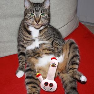 PAW:20 Lil Billie the Bong Jouet amusant en peluche à thème cannabis avec herbe à chat, 5 pouces - Product Image 6