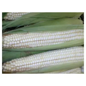 Comprar Maíz Blanco Maíz blanco para consumo humano no GMO Maíz blanco para alimentación animal