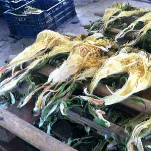 ดอกไม้ผลไม้มังกรตากแห้งแบบพิเศษสำหรับวันหยุดการทำอาหาร - Product Image 1