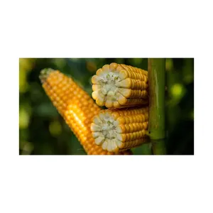 黄色玉米被用作动物的食物/玉米干种子，价格便宜越南