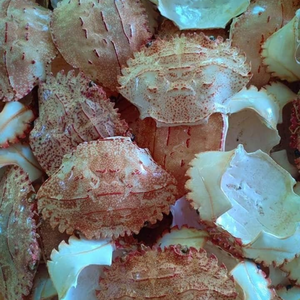 เปลือกปูแห้งคุณภาพสูงจากเวียดนาม - Product Image 4