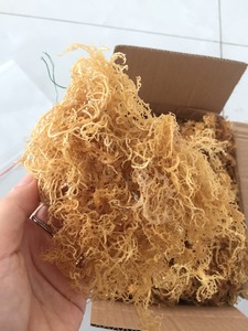 ฝ้ายแห้งมอสทะเลบริสุทธิ์และสะอาดเหมาะสำหรับอาหารเครื่องดื่มและเครื่องสำอาง - Product Image 5