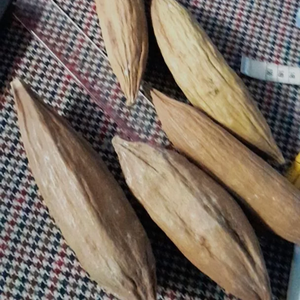 Eco Kapok Pod para pájaros y hámsteres-Relleno de fibra natural suave para anidación, ropa de cama y comodidad de jaula para mascotas - Product Image 3