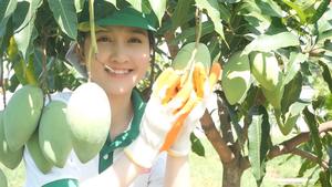 มะม่วงน้ำผลไม้เข้มข้น10กก. ถุงละ1ถุงถุงมีตัวอย่าง OEM ฉลากส่วนตัวฟรีสินค้าตัวอย่างโรงงานส่งออกจากเวียดนามผู้จัดจำหน่ายจำนวนมาก - Product Image 2