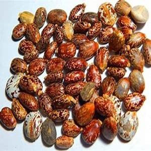 Exportateur de graines de ricin naturelles, produit agricole à prix avantageux - Product Image 2