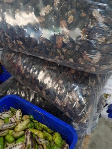 Noni séché naturel de qualité supérieure 100% du Vietnam Morinda Citrifolia tranches exportation en vrac avec emballage sous vide meilleur prix en vente - Product Image 2