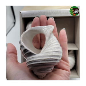 Seashell Napkin <b>Rings</b> Natural Handmade Table Decor Supplier, Handmade Turbo Shell Napkin <b>Rings</b> Elegant <b>Crystal</b> Look Decoration - Product Image 1