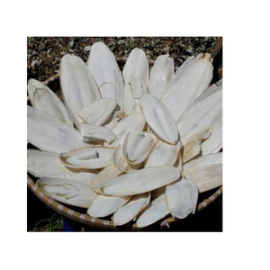 Approvisionnement en gros d'os de seiche séché du Vietnam pour l'utilisation d'aquarium de reptile d'oiseau de compagnie - Product Image 5