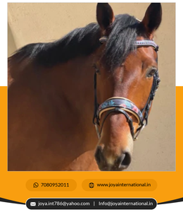 Brida Fleur Snaffle de edición limitada de alta calidad para productos de caballo plegados de Doma a precio mayorista - Product Image 4