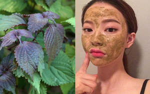 Polvo de hoja de perilla liofilizado de primera calidad | Ingrediente herbal natural para té, cuidado de la piel y suplementos | MS. JESSI - Product Image 3