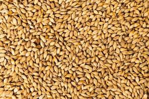 Granos de Trigo Orgánico Secos Españoles a Granel (Bolsas de 25 kg) Sin OMG ni Aditivos, Calidad Premium para Uso Alimentario, En Venta - Product Image 4