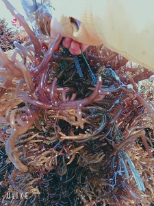 Exportation d'algues Eucheuma Cottonii de haute qualité du Vietnam - Product Image 2