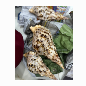 Concha de Caracol de trompeta enorme de primera calidad/Charonis Tritonis: Pulida limpiamente, de buena calidad, hecha a mano única del mar para Decoración - Product Image 3