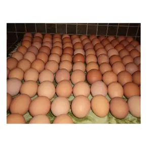 Huevos de pollo de mesa frescos de concha blanca/marrón al mejor precio de venta de proveedor alemán
