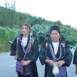 Suplemento de hierbas con sabor a salud, EXTRACTO DE ALCACHOFA, polvo marrón de Vietnam (Cynarin 2,5%; ácido clorogénico 0,6%) - Product Image 4