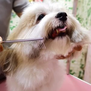 Professional <b>Dog</b> <b>Grooming</b> <b>Kit</b> Stainless Steel Safety Round Thinning Curved Scissors and Comb <b>for</b> <b>Dog</b> <b>Grooming</b> - Product Image 6