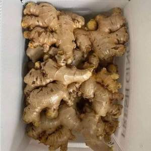 Gingembre frais de qualité supérieure pour l'exportation et la vente en gros - Product Image 5