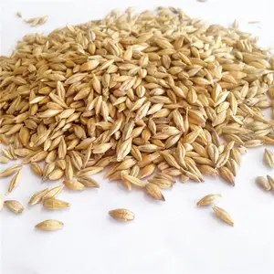 High Quality Wheat / Wheat Grain / Ukraine Wheat for Sale / Barley