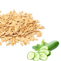 Concombres frais biologiques de haute qualité 100% naturels en sac/carton de 10 kg au prix de gros