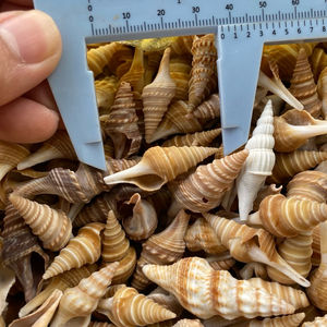 เปลือกหอยเปลือกหอยทรายสีน้ำตาลขัดเงางานฝีมือจากธรรมชาติจากเวียดนามโดย fargimex - Product Image 6