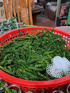 Pimienta Verde Fresca de Alta Calidad con Tallo, Suministro de Vietnam para Importadores y Distribuidores - Product Image 2