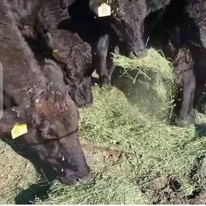 Prix de gros bon marché de haute qualité foin de luzerne/foin de luzerne pour l'alimentation animale à vendre - Product Image 4