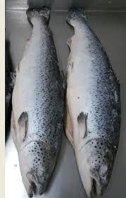 แซลมอนแอตแลนติกสดและแช่แข็งคุณภาพสูง ขายดี พร้อมหัวและเนื้อทั้งตัว บรรจุภัณฑ์สุญญากาศ - Product Image 4