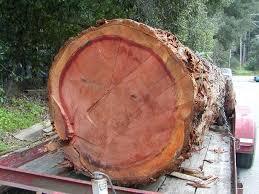 Redwood <b>Logs</b> for Veneer Production Custom Redwood <b>Logs</b> Redwood <b>Logs</b> for Decking - Product Image 4
