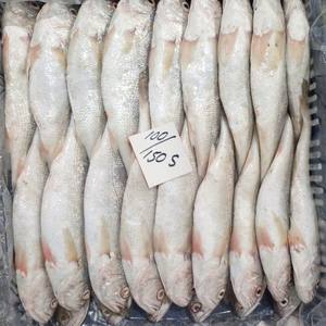 Wholesale IQF Croaker Frozen <b>Fish</b> Yellow with 12 Month Shelf Life - Product Image 3