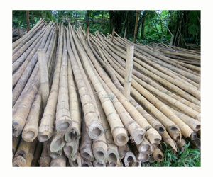 Muestra disponible Proveedor natural de panel de rollo de cercado de bambú duradero personalizado - Product Image 1