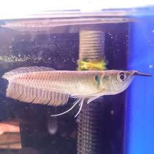 Pescado Volador Congelado Premium Entero con Fuerte Control de Calidad y Larga Vida Útil para Empresas y Cadenas de Mercados de Mariscos - Product Image 4