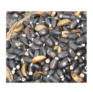 Semillas de Jatropha naturales secas 100% originales a precio al por mayor barato - Product Image 4