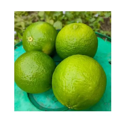 Viet Nam çekirdeksiz taze limon taze yeşil çekirdeksiz <span class=keywords><strong>kireç</strong></span> en iyi fiyat 0084947900124