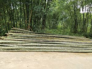 Hot sales 2025!! Eco-Friendly Bamboo Tomato <strong>Trellis</strong> from Vietnam | Can Be Painted to Match Your Color Requirements - Product Image 4