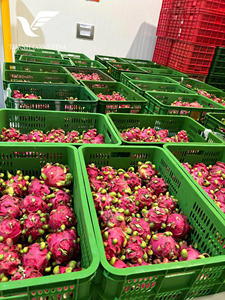 Dragon congelé règle les tendances: le fruit du dragon naturel du Vietnam, facile à utiliser et emballé avec de la saveur, le fruit le plus chaud de l'année - Product Image 6