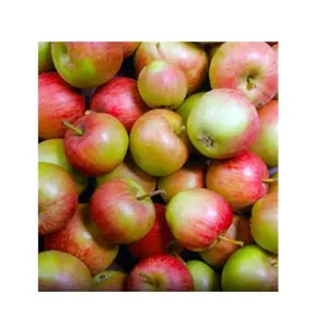 Fabricant et fournisseur en gros de pommes Winesap d'Allemagne | Farm Fresh Fuji Gala Pommes Prix bon marché de haute qualité